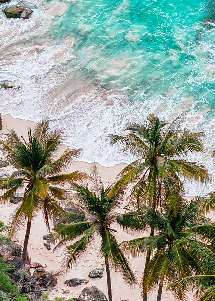 istock Coconut palms and turquoise waves on a pristine white sand beach. 2208753253