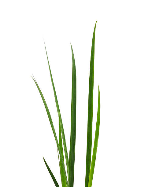 istock Bunch of green grass. 2208753308