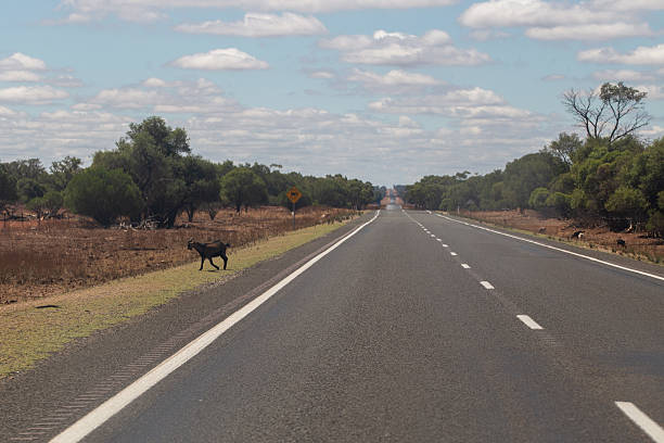 goats walking along the side of a road in a rural Australian outback landscape