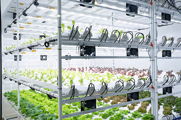 istock Fresh Organic Vegetables In Laboratory 2208755803