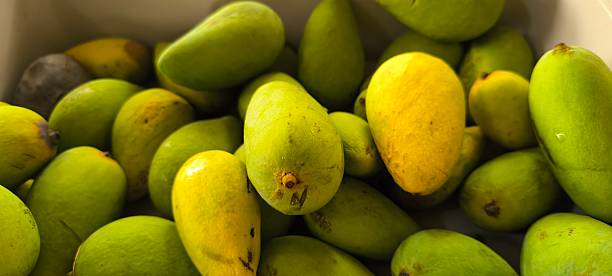 istock Many mangoes are ripe and unripe. 2208758789