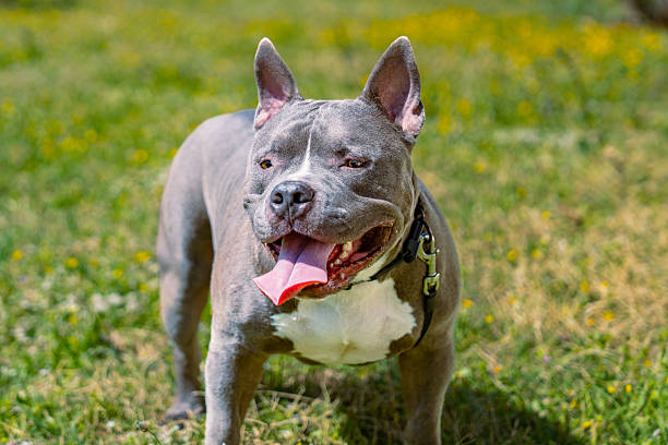 istock Young American bully dog on grass 2208759468