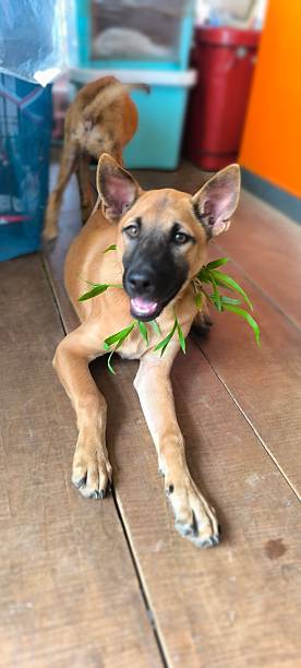 istock Growing and cute Thai dogs 2208760442