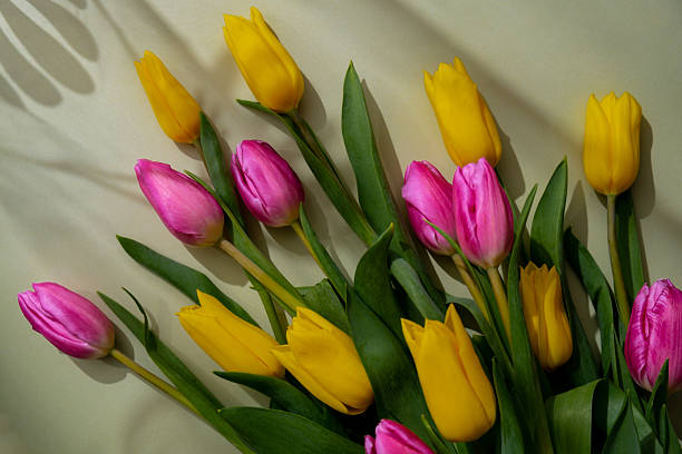 Multicolored fresh tulips in green background with trendy deep shadows. Spring flowers in yellow and violet colors. Postcard wallpaper design Copy space