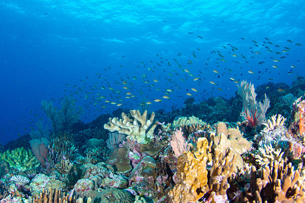 istock Beautiful underwater scenery of coral reefs 2208762221