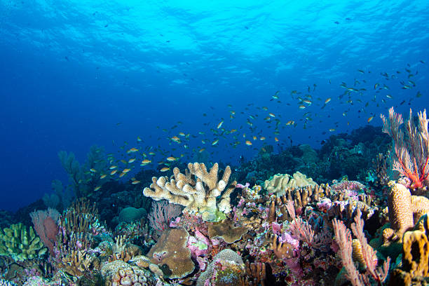 istock Beautiful underwater scenery of coral reefs 2208762225
