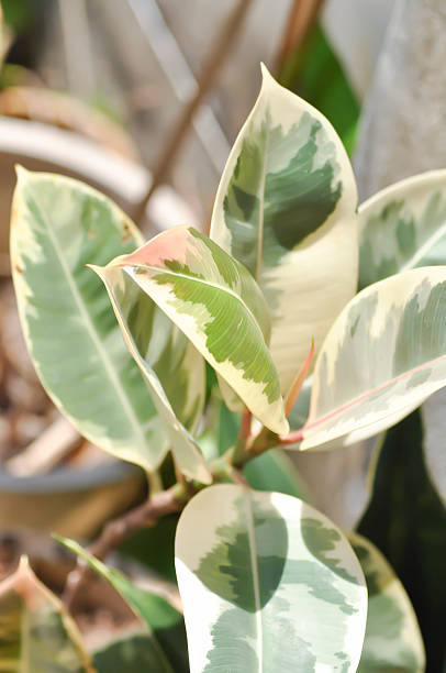 istock Decora Tree, Indian Rubber Tree or Rubber Plant or Variegated Indian Rubber or Ficus elastica or Assam Rubber 2208762686