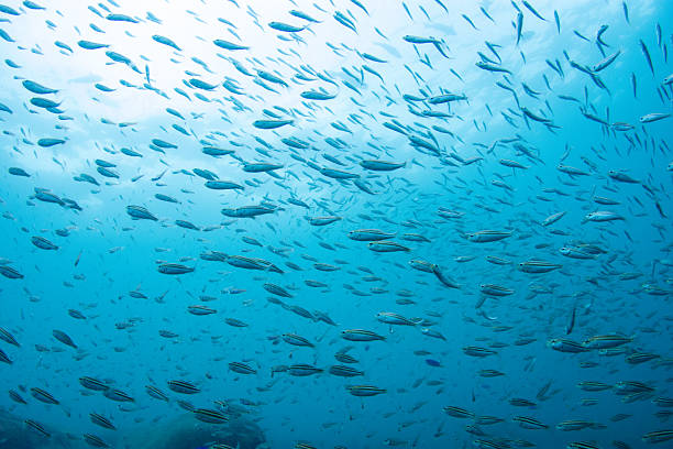istock Fantastic and dynamic underwater schools of fish dancing in the blue sea 2208762936