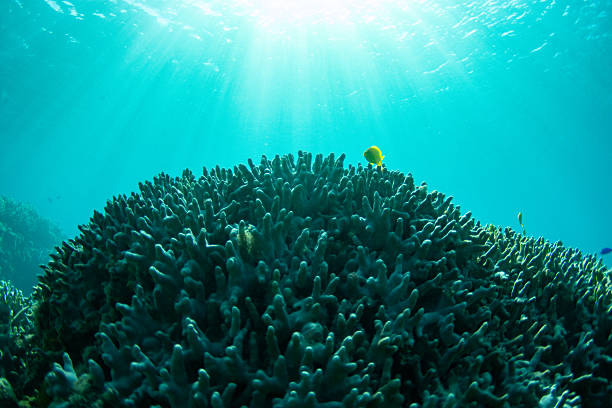 Mansuar island, Raja Ampat, West Papoua, Indonesia