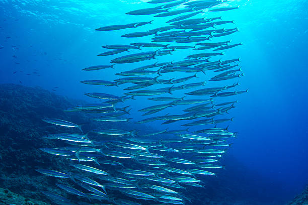 istock Fantastic and dynamic underwater schools of fish dancing in the blue sea (barracuda) 2208763313