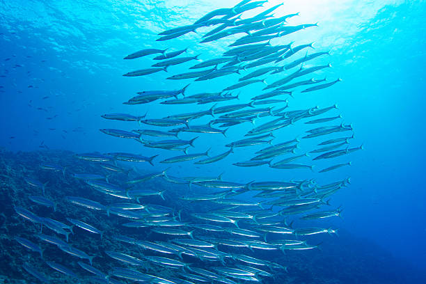 istock Fantastic and dynamic underwater schools of fish dancing in the blue sea (barracuda) 2208763319