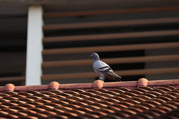 The pigeon bird is rest on roof house