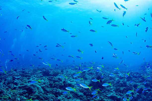 istock Fantastic and dynamic underwater schools of fish dancing in the blue sea 2208763419