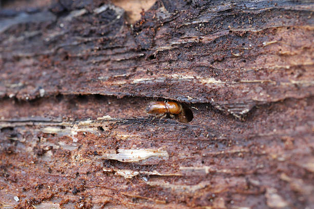 istock Spruce bark beetle, Engraver beetle, Common European engraver (Ips typographus) on deadwood. 2208763504