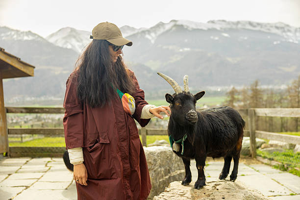 istock The woman petting the goats 2208764229