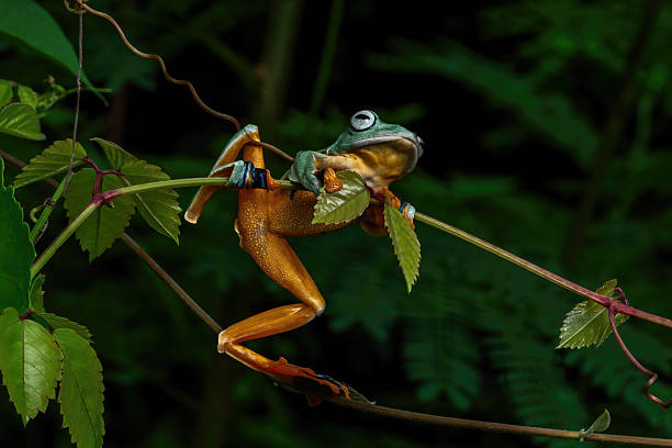 istock Green flying frog, Wallace's flying frog 2208764449