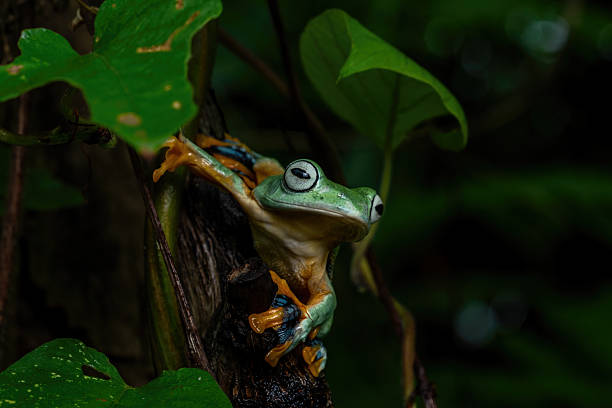 istock Green flying frog, Wallace's flying frog 2208764474