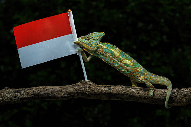Indian Garden Lizard (Calotes versicolor)