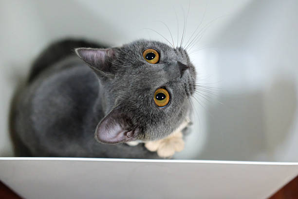 Small 3 months old British Blue, British Shorthair cat inside the white box