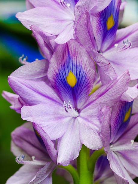 istock Close-up of water hyacinth 2208765706