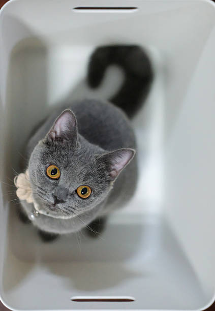 Small 3 months old British Blue, British Shorthair cat inside the white box