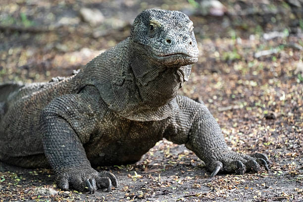 istock Komodo Dragon Indonesia Komodo National Park 2208767012