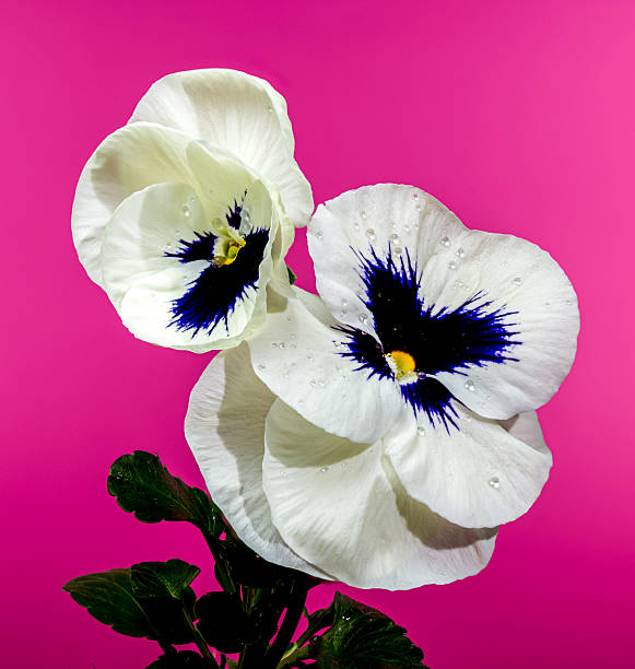 istock White Pansy Flower with Dark Blue Center pink background 2208769054