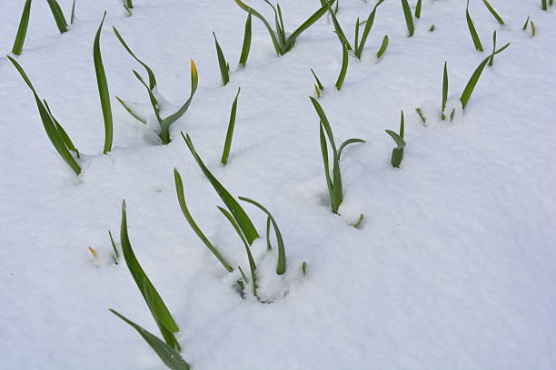 istock Young garlic shoots in the field under snow 2208772836