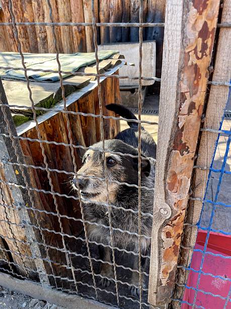 istock The dog from the shelter is standing in the aviary 2208779338