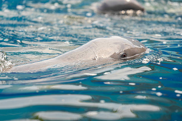 Cute seal swim in zoo aquarium