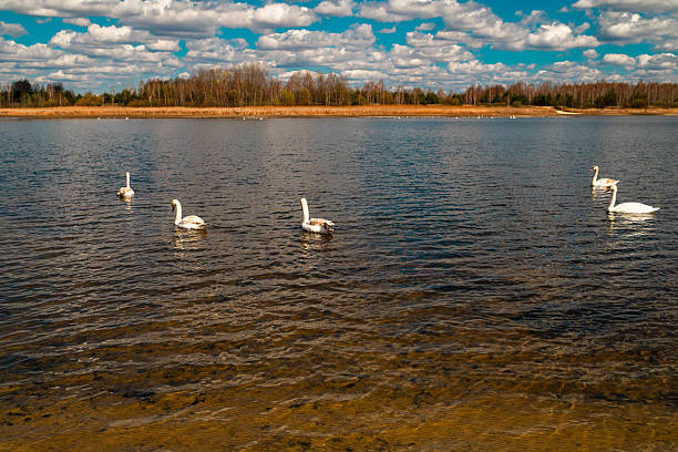 Graceful white swans swimming peacefully on a calm lake surrounded by nature. The serene water surface reflects the birds and surrounding landscape, creating a romantic and tranquil scene. Perfect for illustrating themes of love, peace, nature, and elegance.