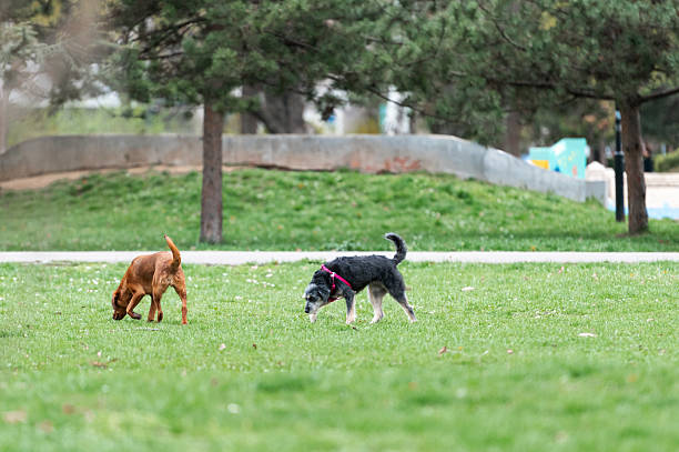 istock Dogs playing in the city park 2208781261