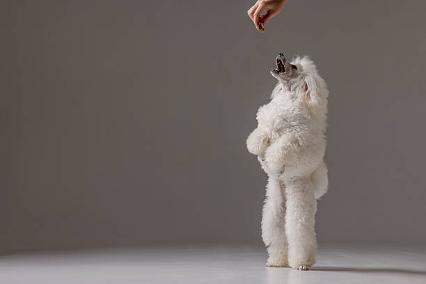 White poodle standing upright on hind legs, eagerly reaching for treat in studio, training session concept.