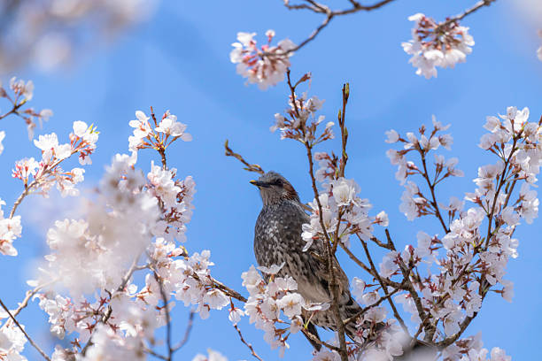 istock Cherry blossoms, blue sky and brown-eared bulbul 2208782418