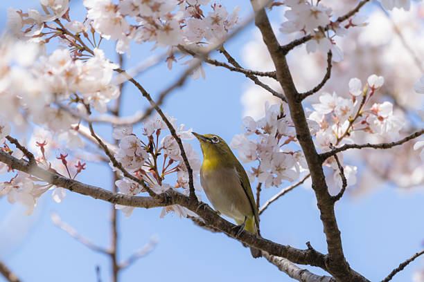 istock Cherry blossoms, blue sky and Japanese white-eye 2208782453