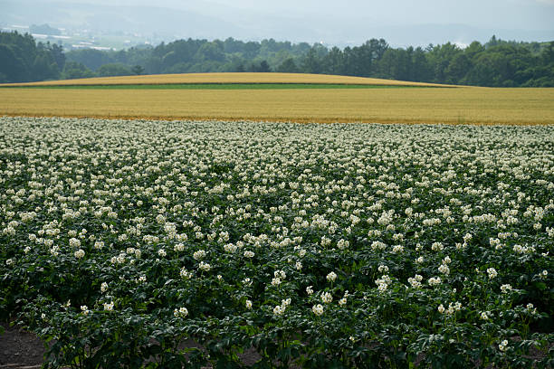 Potato field with white flowers