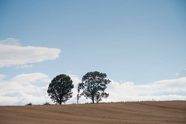 istock Wheat field after harvesting and oak trees 2208782545
