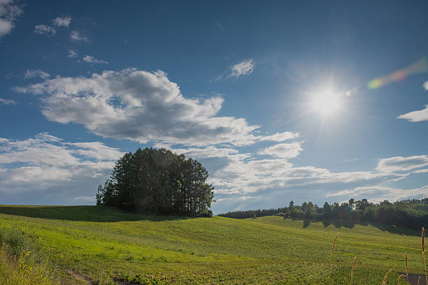 Larch forest on the green hill in summer