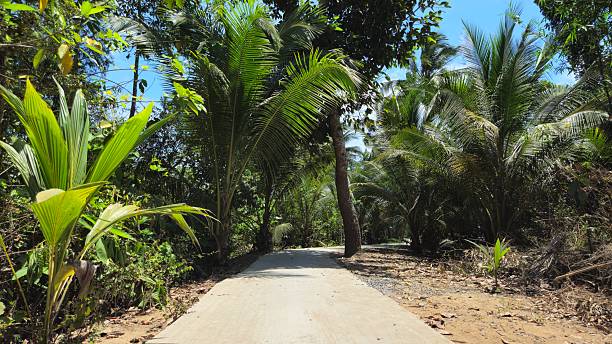A rural concrete path extends through a lush, green tropical landscape with various trees, including palm trees, under a clear blue sky.