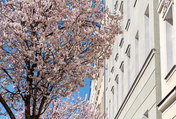 Germany, Berlin, Prenzlauer Berg, March 28, 2025 - A blossoming cherry tree in front of a residential building