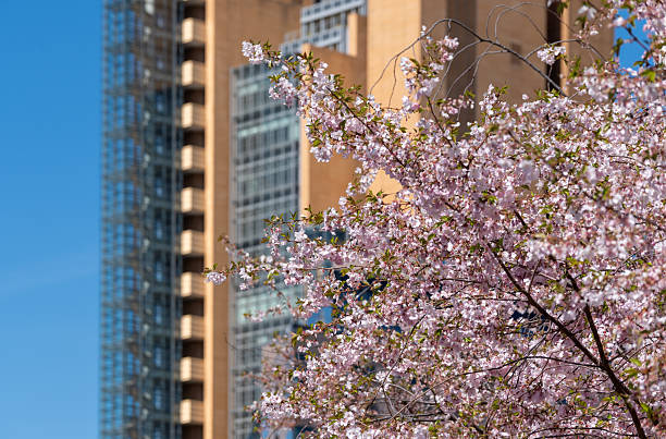 Germany, Berlin, Central Berlin, Potsdamer Platz, April 04, 2025 - A blossoming cherry tree in front of a skyscraper