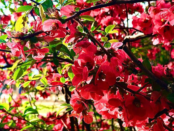 Japanese Quince (lat. Chaenomeles japonica) belongs to deciduous shrub plants.Spread the plan of the shrub plant.