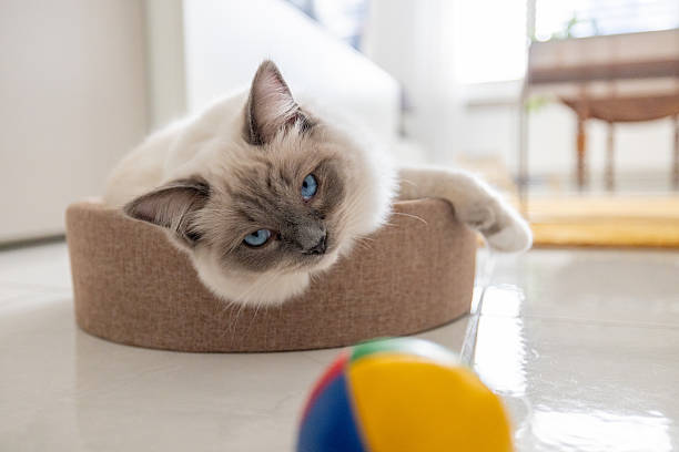 istock Playful Ragdoll Cat Resting in a Cozy Bed with Toy Ball 2208784157