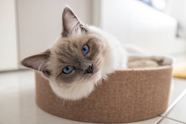istock Playful Ragdoll Cat Resting in a Cozy Bed 2208784188