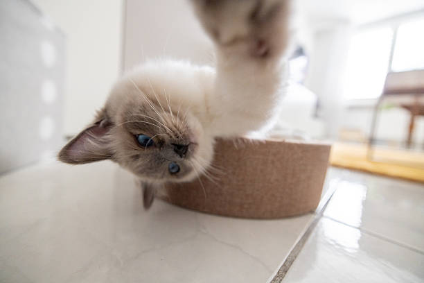 istock Playful Kitten Lying in Cat Bed Reaching Out with Paw 2208784189