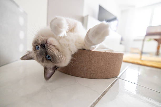 Playful Kitten Lying in Cat Bed Reaching Out with Paw