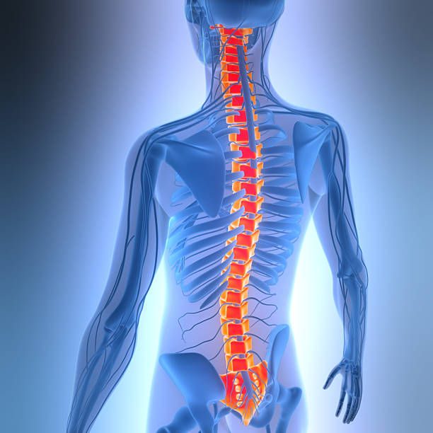 istock Spinal Cord Vertebral Column of Human Skeleton System Anatomy 2208784314