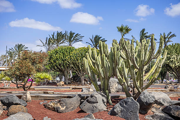 Candelabra tree, Candelabra Euphorbia in a suburb to Arrecife, the main city on the dry Canary island Lanzarote