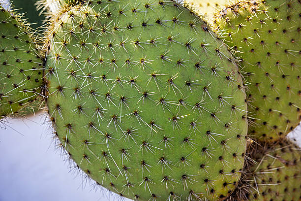 Detail of a Prickly Pear Cactus, Opuntia.  This is an popular plant in parks and as a agricultural plant on the dry Canary island Lanzarote