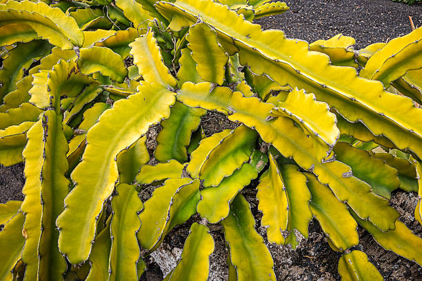 Dragon Fruit Cactus or Pitaya is a popular plant in the gardens at the arid Canary Island Lanzarote